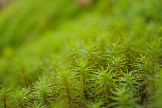 星苔苔大绿植物