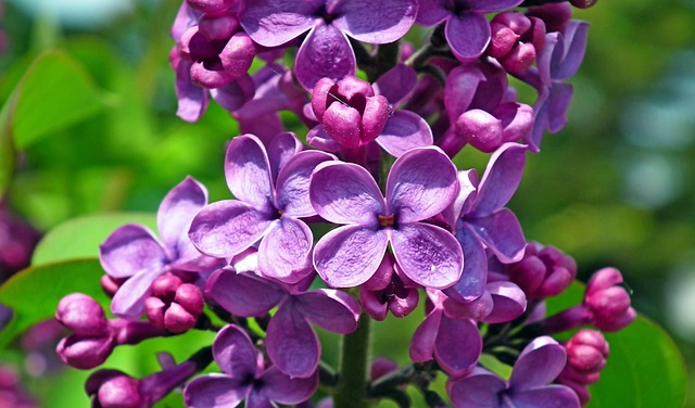 丁香花春天花园自然