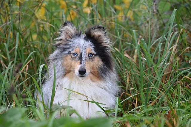 狗设得兰牧羊犬sheltie