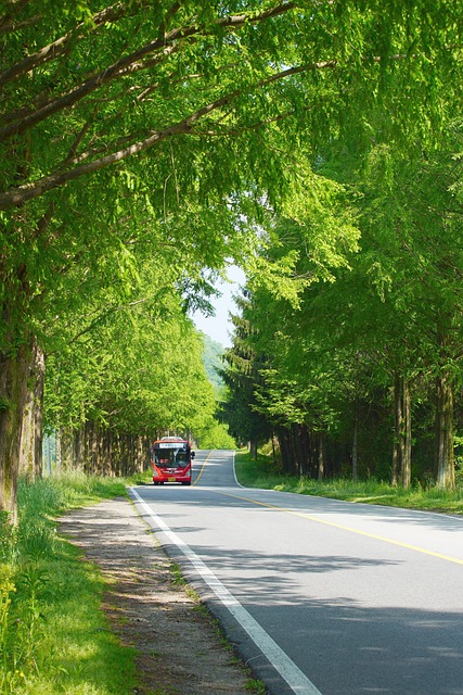 路水杉树绿