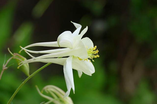 哥伦比亚花植物白花