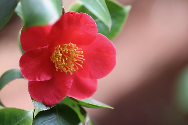 山茶花花瓣