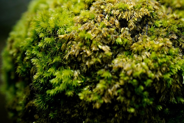 苔藓植物天然林