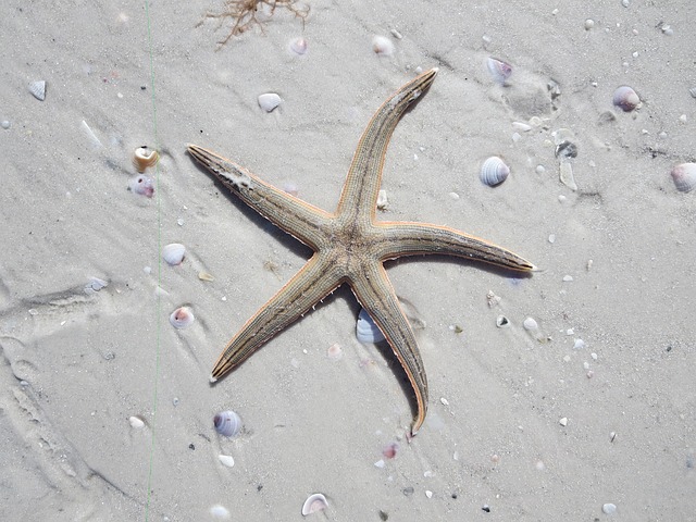 海星海洋海水热带