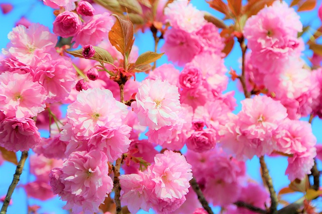 花泉自然草本色彩