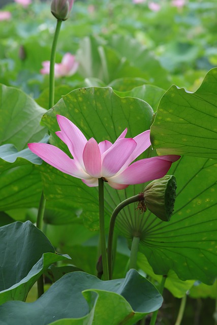 荷花池粉色花荷花池