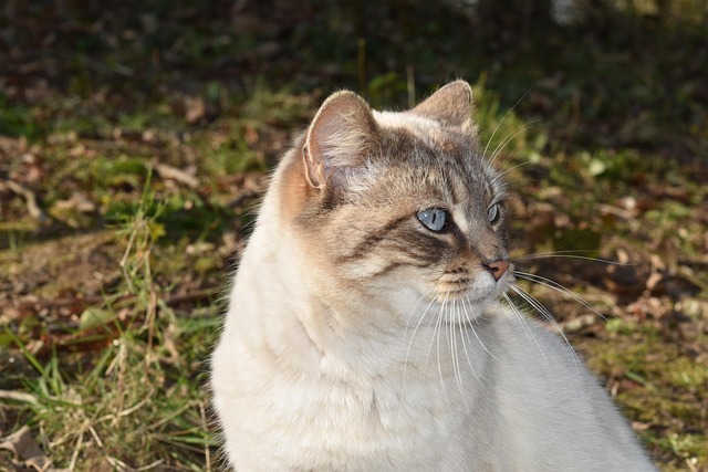 猫猫肖像猫可爱