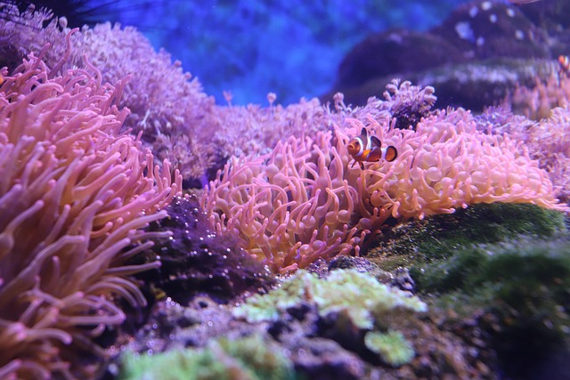 小丑鱼海葵珊瑚礁