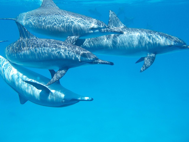 海豚海洋海水性质