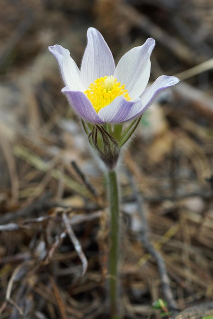 花雀花春林