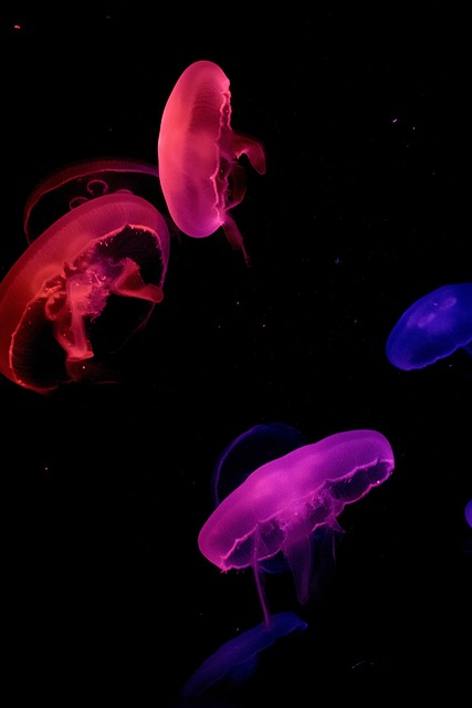 水母水母水族馆深色
