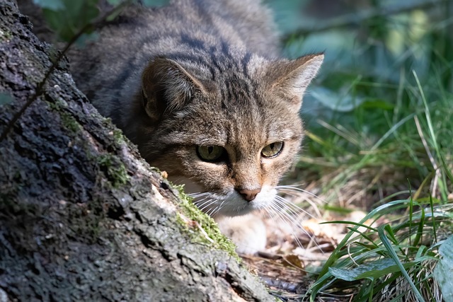 野猫野生动物猫科动物