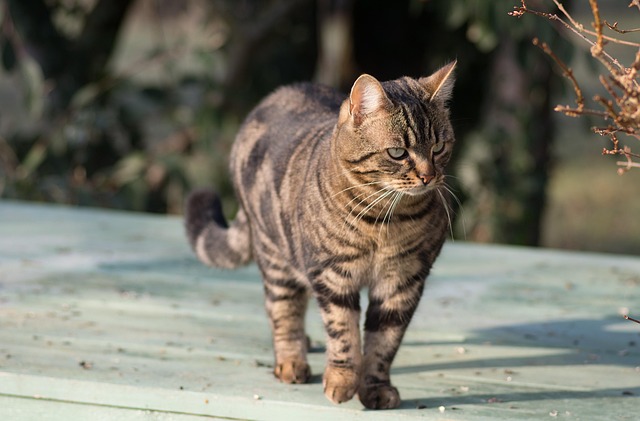 猫老虎绿色动物哺乳动物