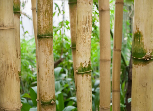 热带竹林