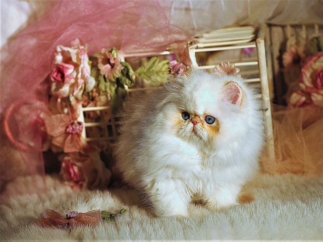 猫小姐裸体健身拿破仑