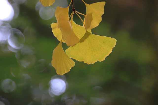 银杏树叶树枝树