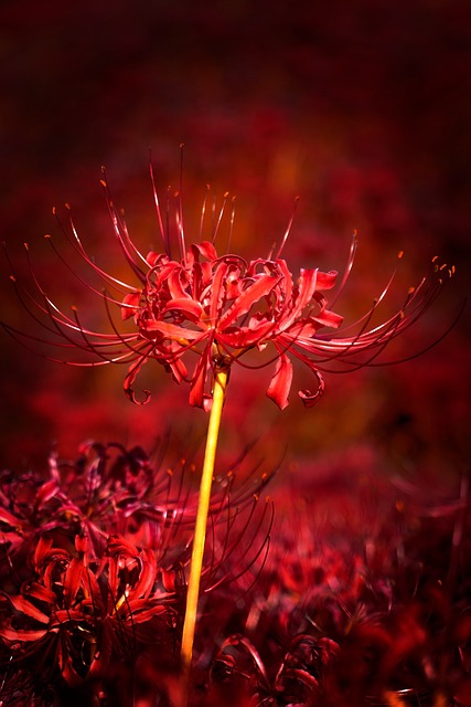花瓣茎花