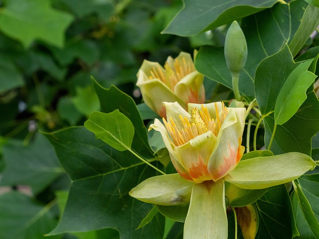 郁金香郁金香树开花