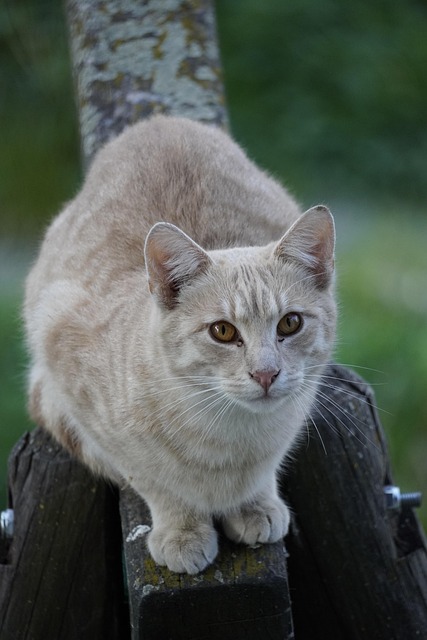 猫宠物动物猫小猫可爱
