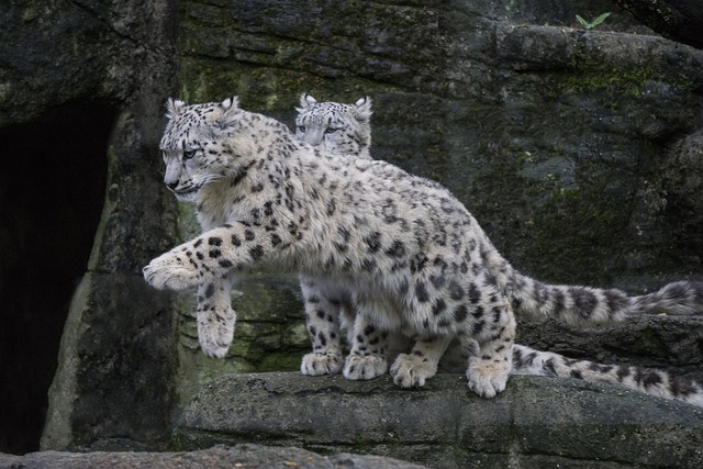 雪豹野生捕食者大猫
