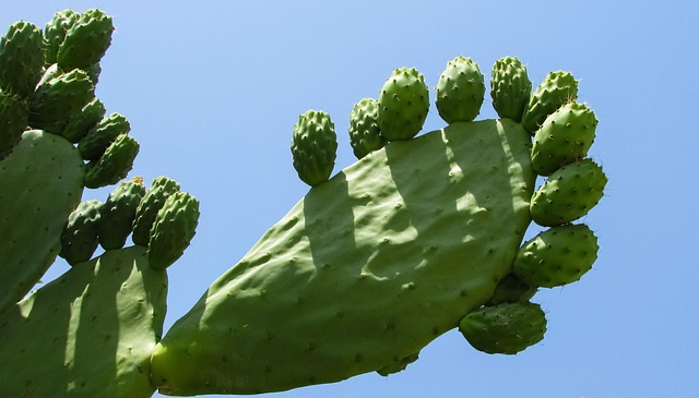 仙人掌属仙人掌植物
