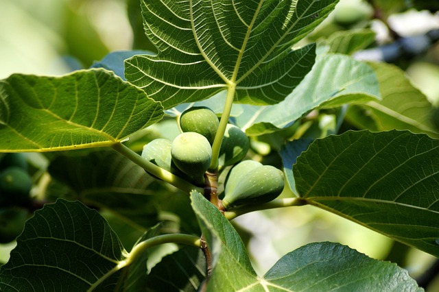 无花果树无花果树无花果好吃