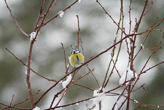 蓝山雀枝雪栖鸟