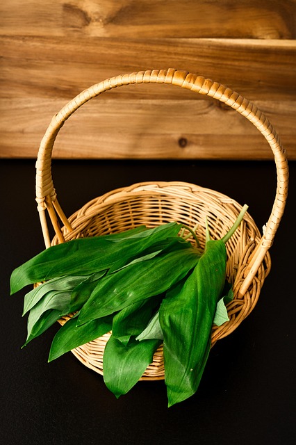野生大蒜草本植物新鲜