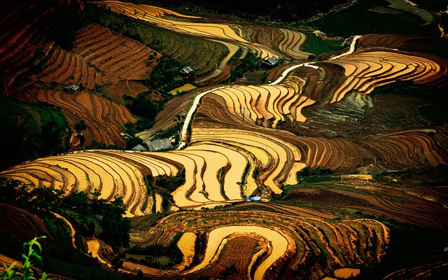 穆仓斋越南山米