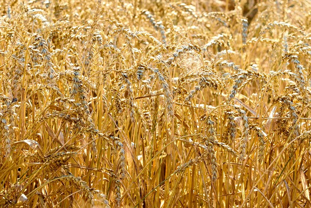 麦田谷物麦田
