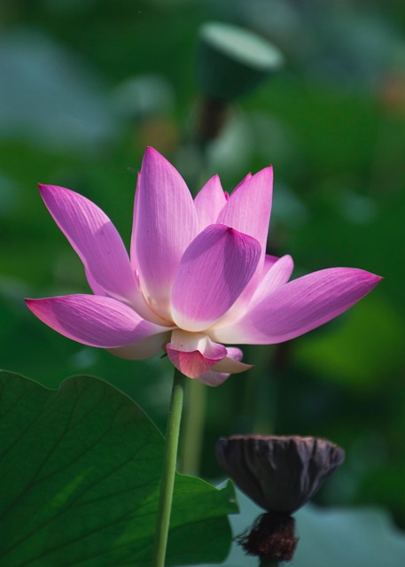 莲花植物粉红色的花