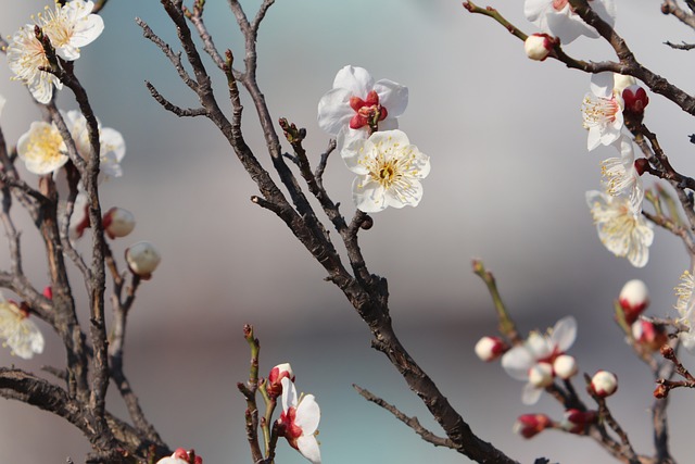 梅花春天