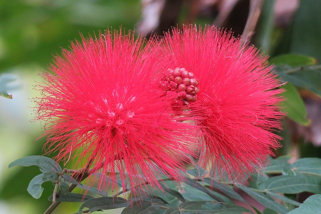 自然植物花叶园