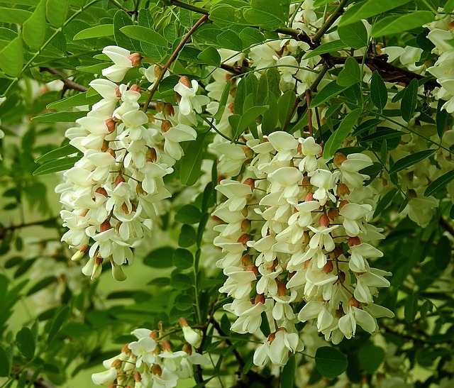 相思花自然春天