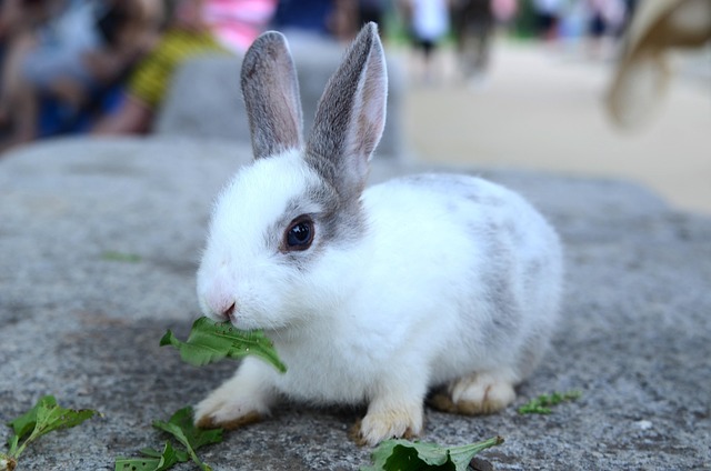兔草野生生物学性质