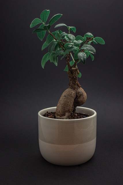 盆景植物室内植物