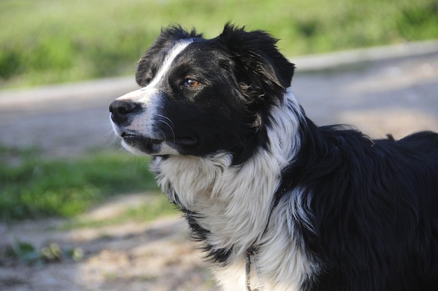牧羊犬宠物动物牧羊犬