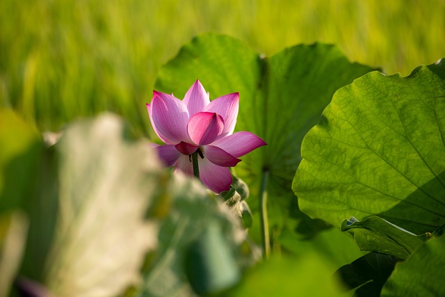 莲花粉红色的花