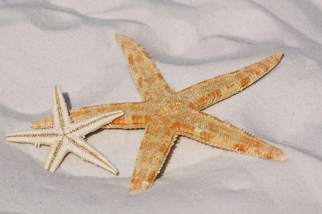 海星沙海星海洋生物