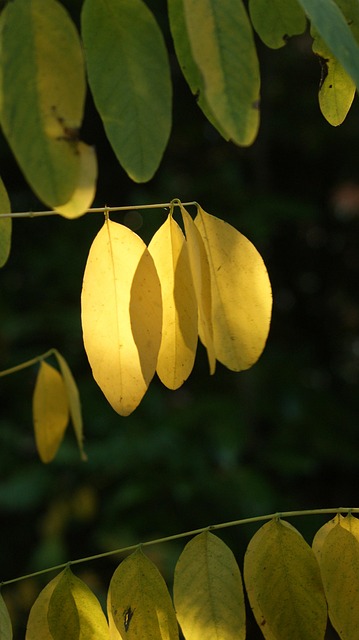 树叶树自然落枝