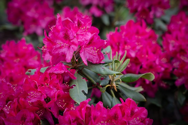 花粉红色花园植物学