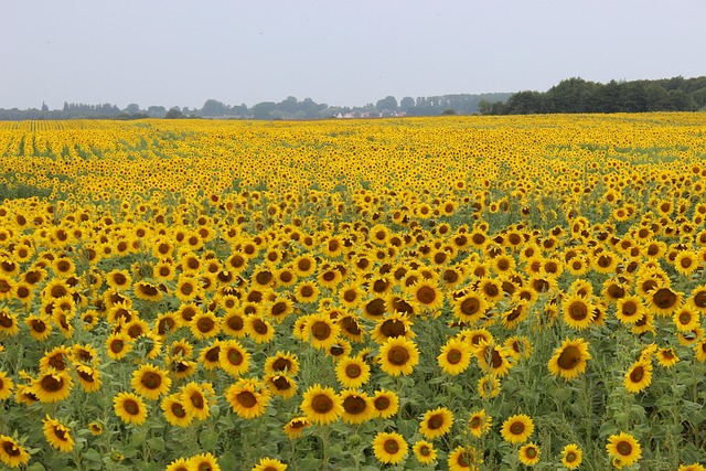 向日葵田夏季景观