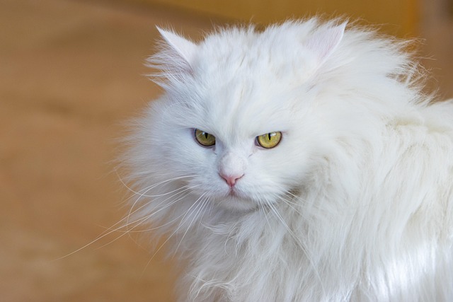 猫猫波斯胡须外观