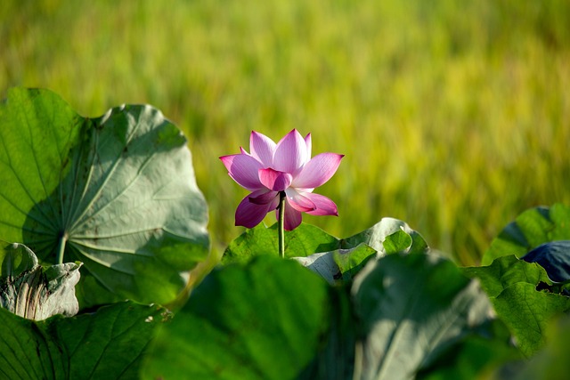 莲花粉红色的花