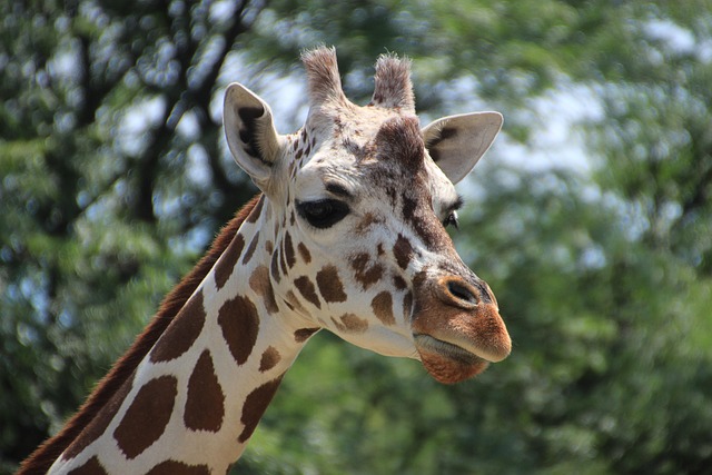 长颈鹿动物动物园自然头