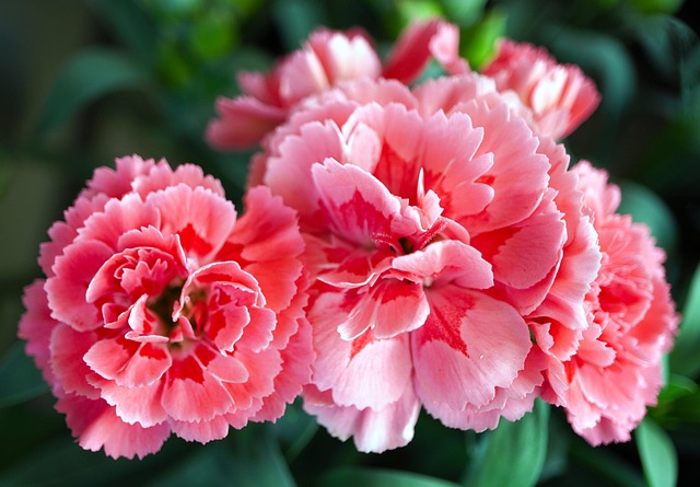 康乃馨粉红色花朵