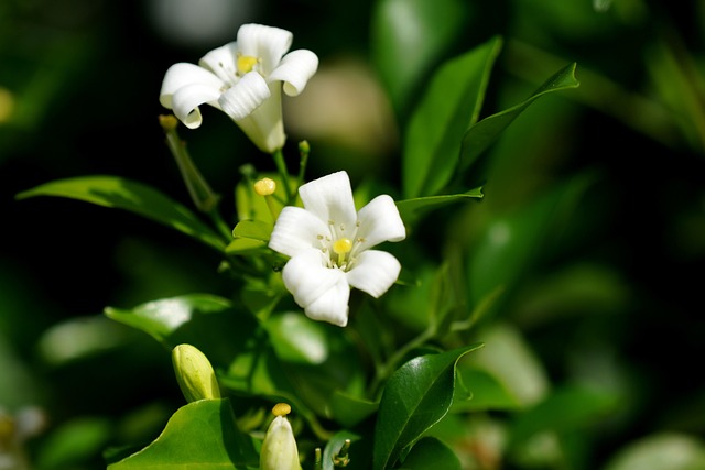 橙色茉莉花