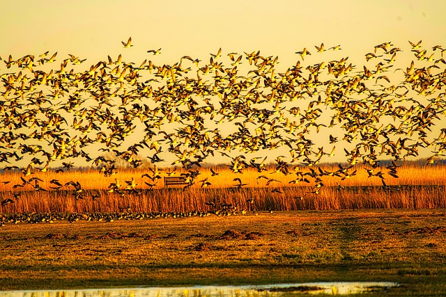 日落鸟鹅野生动物自然