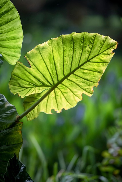 天然植物叶子近距离生长