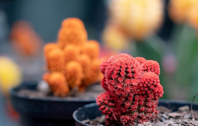 红仙人掌植物刺仙人掌